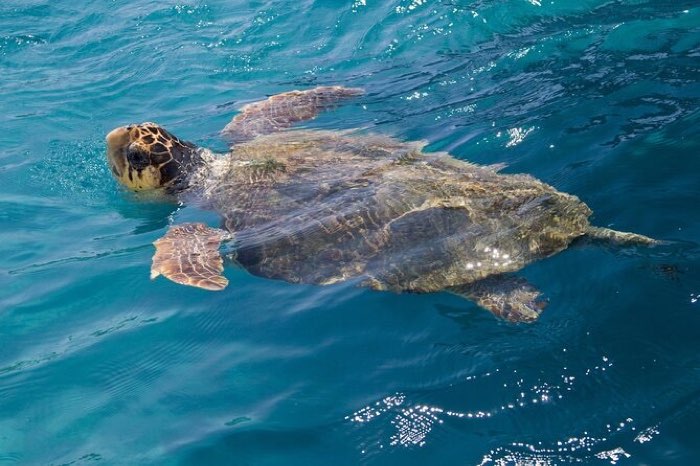 Caretta caretta turtle in the marine park waters of Zakynthos